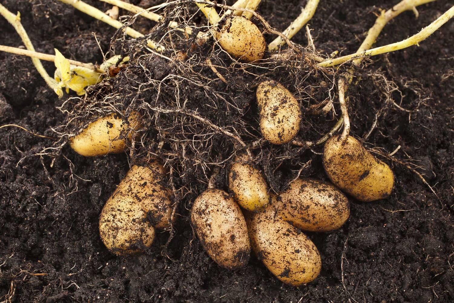 La Ratte aardappelen 1kg stuk